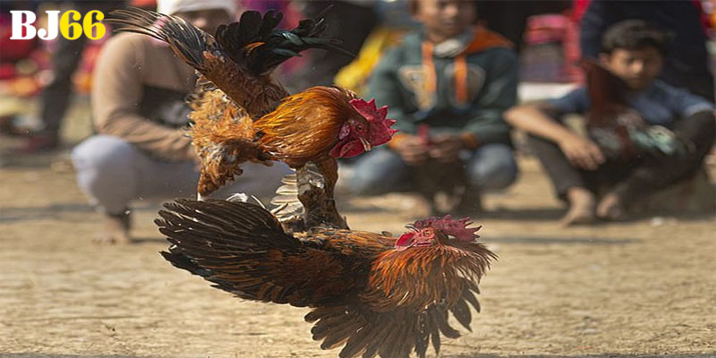 Chọi gà đòn cựa dao