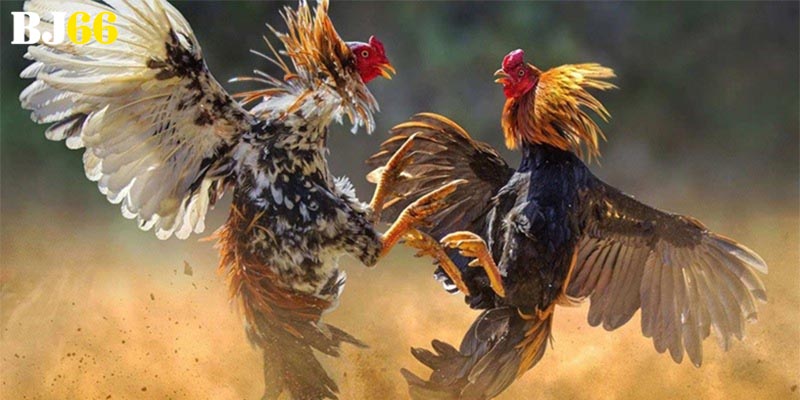 Đá Gà Bj66 Là Gì? Phân Tích Toàn Diện Từ A Đến Z