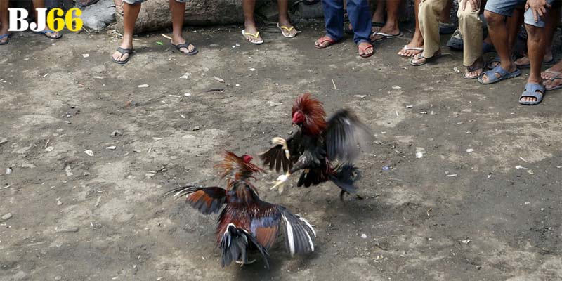 Đá gà đòn là gì và vì sao được dân chơi ưa chuộng