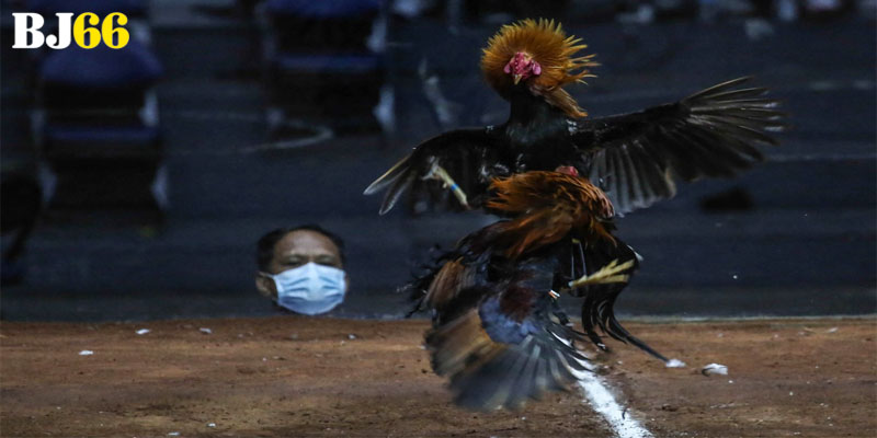 Đá Gà Đòn Và Những Yếu Tố Quyết Định Chiến Thắng 2025