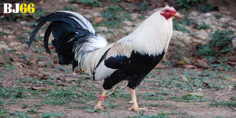 Hướng dẫn cách xem màu chiến kê theo từng mệnh