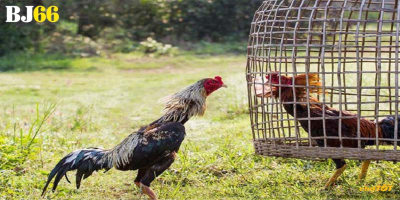 Lưu ý khi phối giống chiến kê theo màu mạng