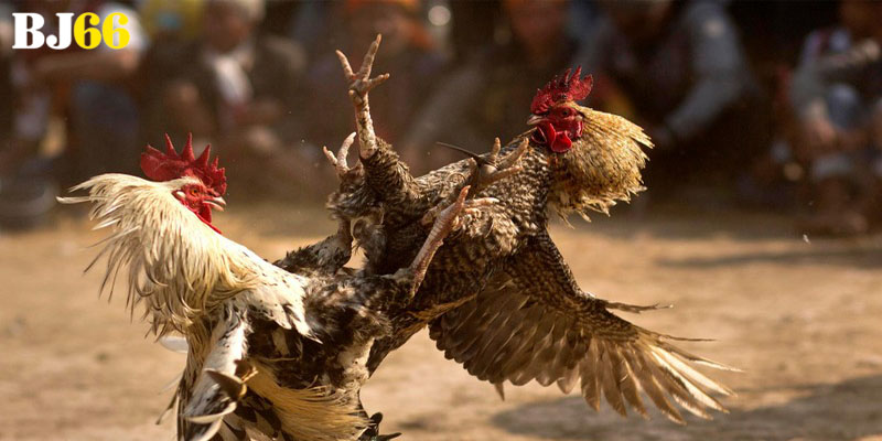 Phân tích tư thế đứng và dáng đi của các chiến kê