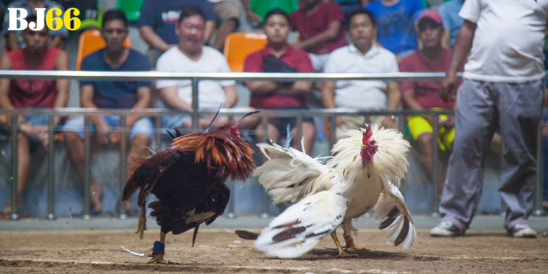 Hướng Dẫn Cá Cược Đá Gà Cho Người Mới Tham Gia Dễ Hiểu