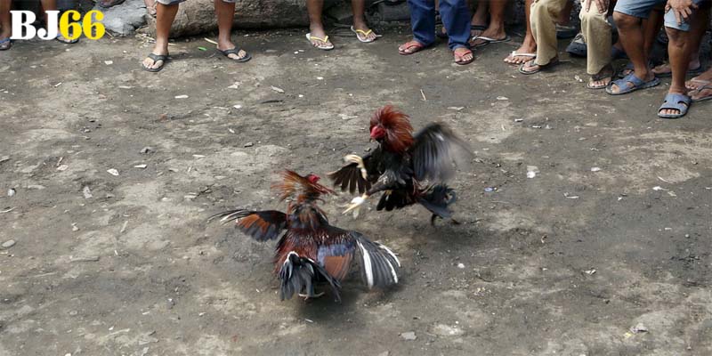 Lý do mà bạn cần nắm rõ từ mẹo đá gà tại Bj66