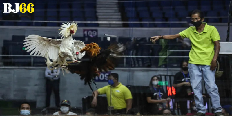 Mẹo Đá Gà Tại Bj66 Thắng Lớn Dành Cho Người Chơi