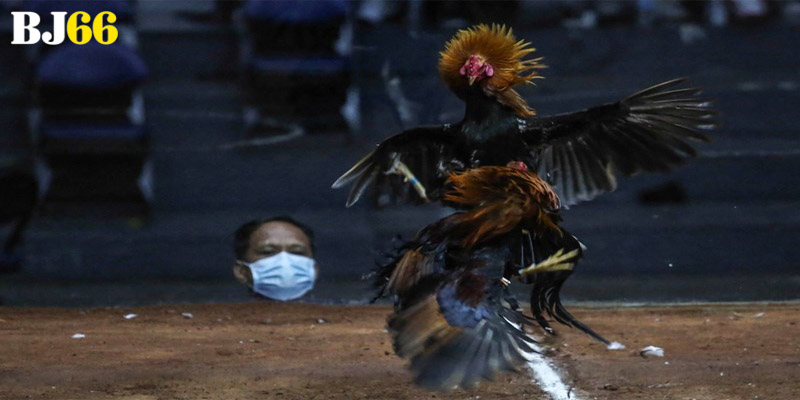 Tổng quan về hướng dẫn cá cược đá gà cho người mới