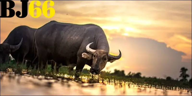 Giải mã mơ thấy trâu đen đánh số gì? Giải mã mơ thấy trâu đen đánh số gì?